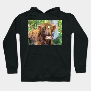 Scottish Highland Cattle Calf 2097 Hoodie